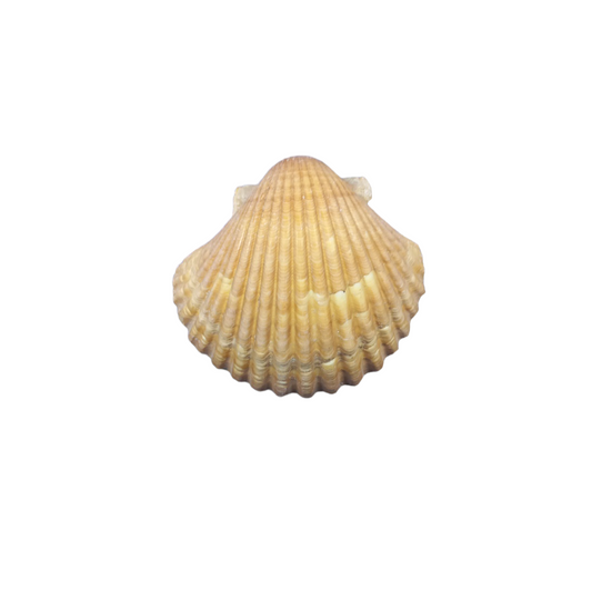 Concha Shell