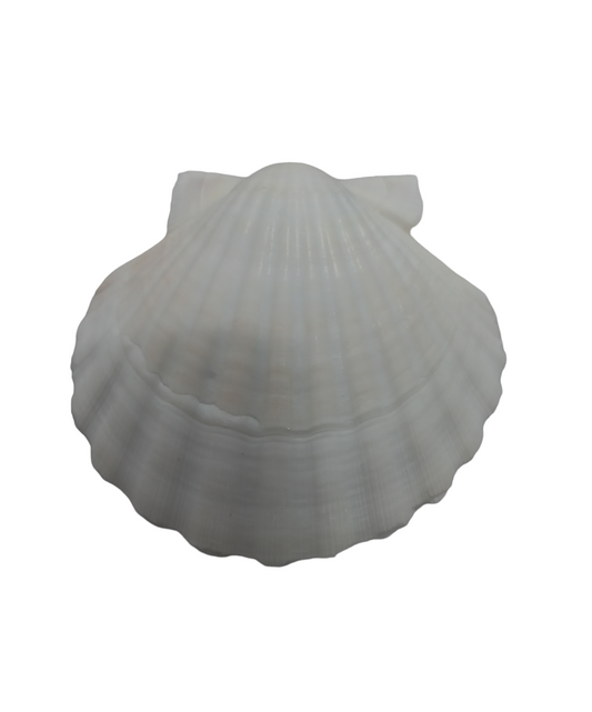 Concha Shell Branca Grande