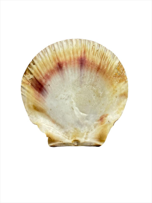 Concha Shell Leque (dz)