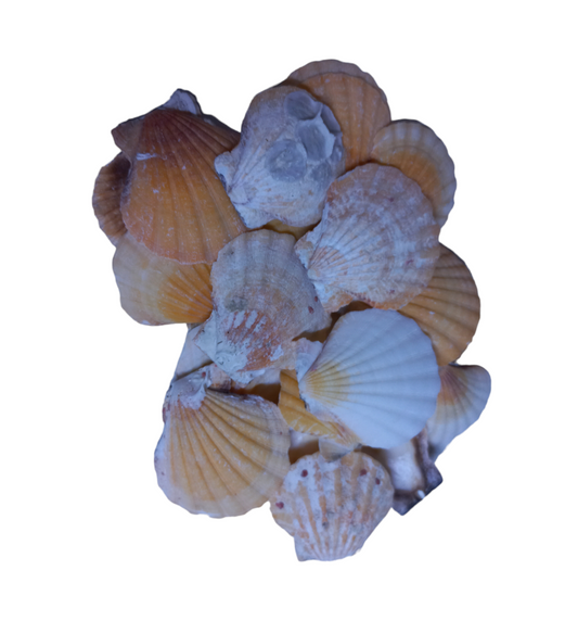 Concha Tipo Shell Sortida kg
