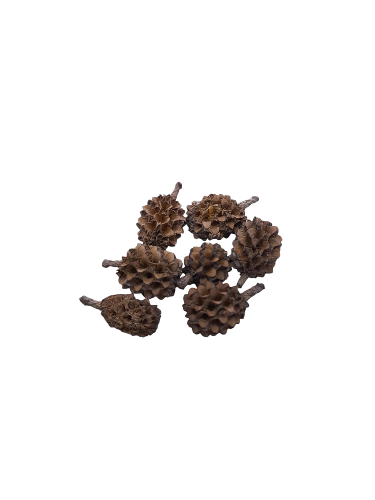 Fava Atração (dz)