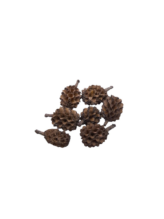 Fava Atração (dz)