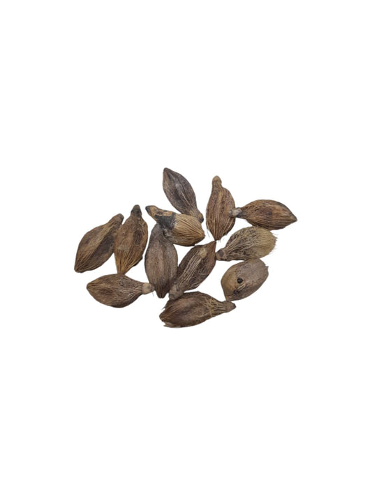 Fava Chama Dinheiro (dz)