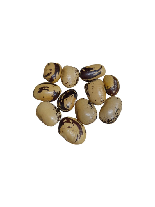 Fava Cigana (dz)