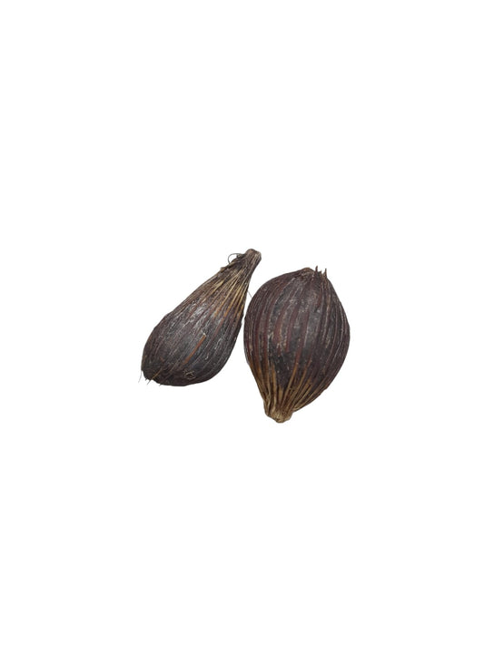 Fava Coquinho (dz)