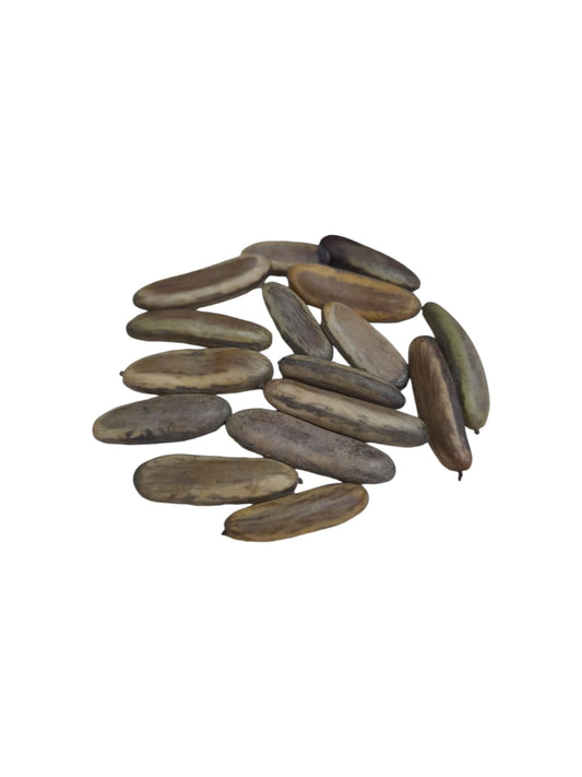 Fava Jurema (dz)