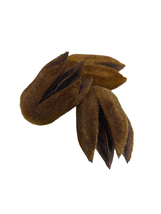 Fava Obará (dz)