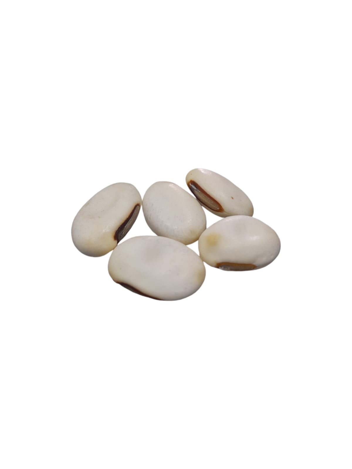Fava Oxalá (dz)