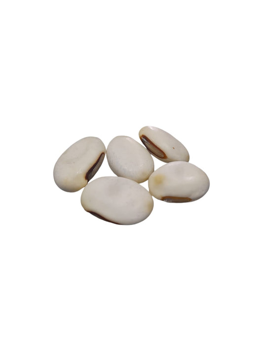 Fava Oxalá (dz)