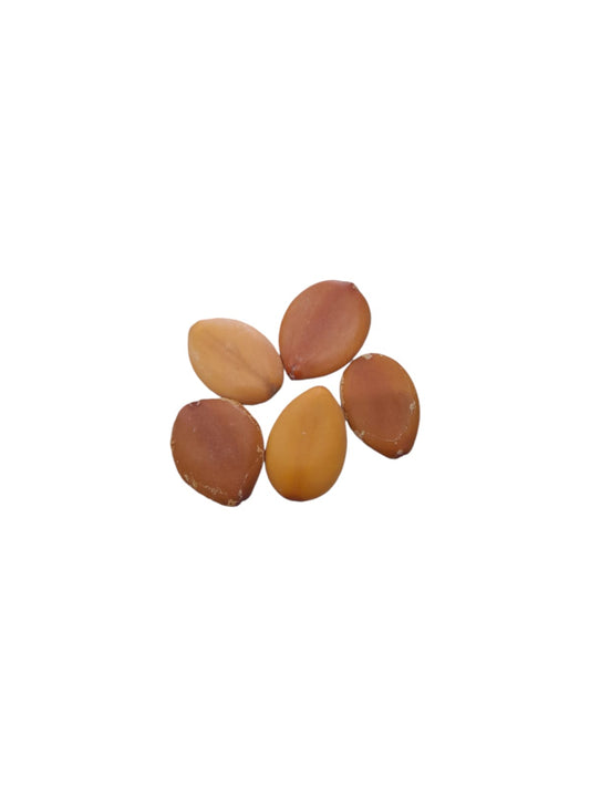 Fava União (dz)