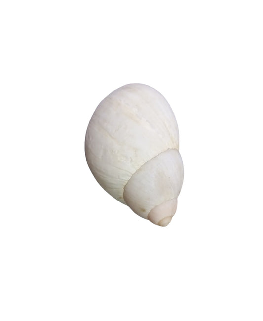 Casco de Ibi