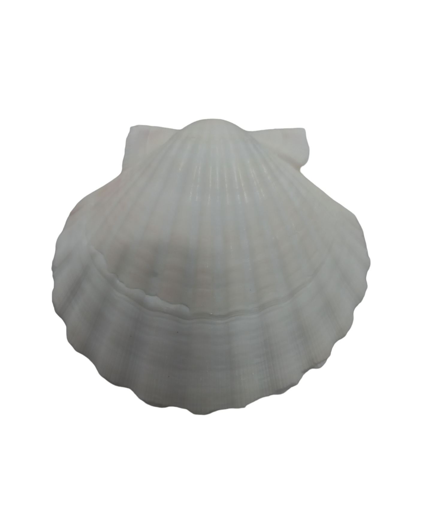 Concha Shell Branca Grande